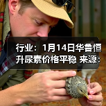 行业：1月14日华鲁恒升尿素价格平稳 来源：互联网 2026-01-18（图4）