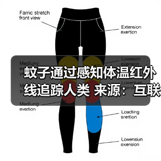 蚊子通过感知体温红外线追踪人类 来源:互联网 2025-08-20(图4) 蚊子通过感知体温红外线追踪人类 来源:互联网 2025-08-20(图4)