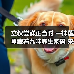 立秋尝鲜正当时 一株莲里藏着九味养生密码 来源：互联网 2025-08-20（图3）
