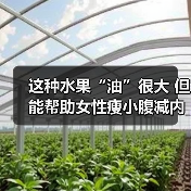 这种水果“油”很大 但能帮助女性瘦小腹减内脏脂肪 来源：互联网 2025-08-19（图1）