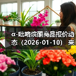 α-吡咯烷酮商品报价动态（2026-01-10） 来源：互联网 2026-01-18（图3）