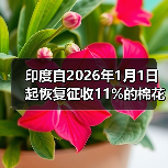 印度自2026年1月1日起恢复征收11%的棉花进口税 来源：互联网 2026-01-05（图3）