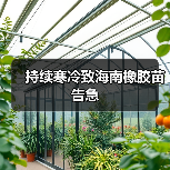 持续寒冷致海南橡胶苗告急(图1) 持续寒冷致海南橡胶苗告急(图1)