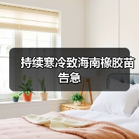 持续寒冷致海南橡胶苗告急(图2) 持续寒冷致海南橡胶苗告急(图2)