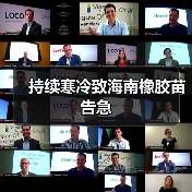 持续寒冷致海南橡胶苗告急(图3) 持续寒冷致海南橡胶苗告急(图3)
