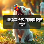 持续寒冷致海南橡胶苗告急(图4) 持续寒冷致海南橡胶苗告急(图4)