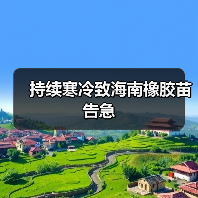 持续寒冷致海南橡胶苗告急(图2) 持续寒冷致海南橡胶苗告急(图2)