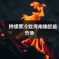 持续寒冷致海南橡胶苗告急(图3) 持续寒冷致海南橡胶苗告急(图3)