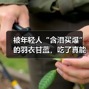 被年轻人“含泪买爆”的羽衣甘蓝,吃了真能减肥? 来源:互联网 2025-08-14(图4) 被年轻人“含泪买爆”的羽衣甘蓝,吃了真能减肥? 来源:互联网 2025-08-14(图4)