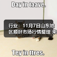 行业：11月7日山东地区顺酐市场行情整理 来源：互联网 2025-11-07（图3）
