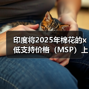 印度将2025年棉花的x低支持价格（MSP）上调8.3% 来源：互联网 2025-05-30（图2）