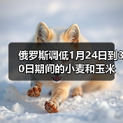 俄罗斯调低1月24日到30日期间的小麦和玉米出口关税 来源：互联网 2024-01-23（图2）